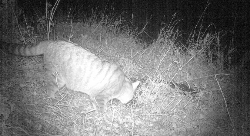 Hibrid ragadozót vettek fel a Bükkben! Pont a vadkamera előtt ejtette el az áldozatát – fotók