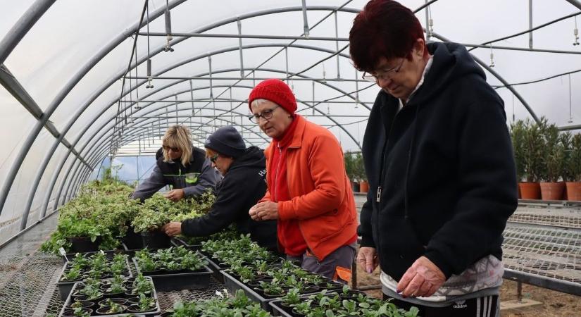 Jövőre is 87 közmunkása lesz Makónak, munkájuk nyomán szépül a város