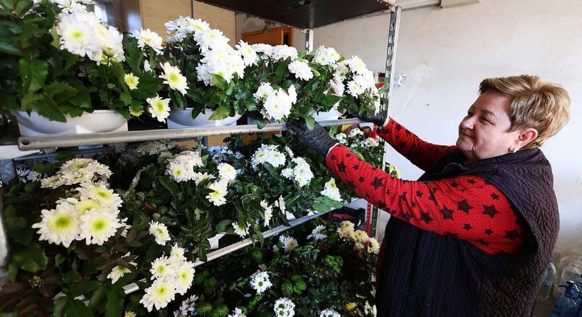 Kevesebb krizantém termett idén, a klímaváltozás komoly kihívás elé állítja a kertészeteket