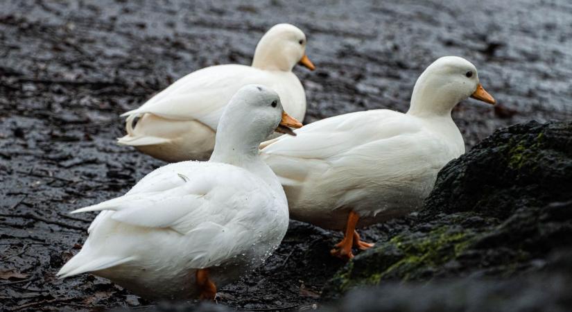 Újra felütötte fejét a járvány – ezen a jászkunsági településen igazolták a vírus jelenlétét