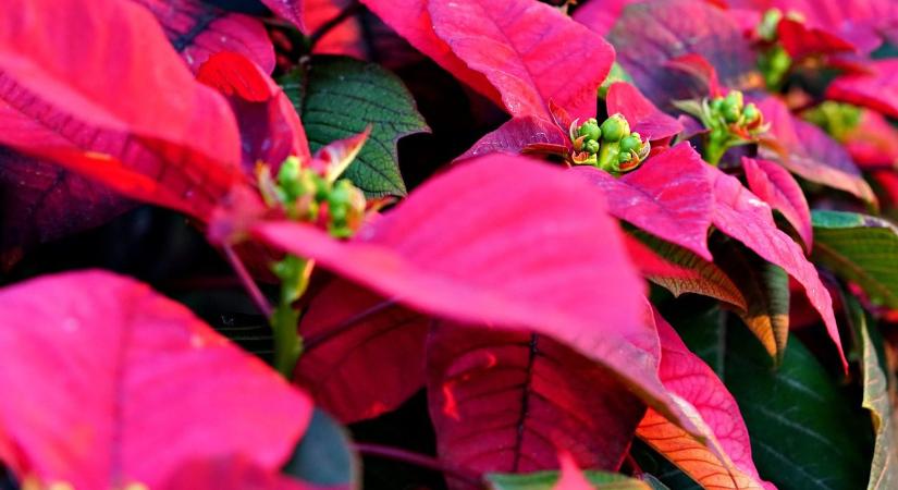 Mikor kell elkezdeni a mikulásvirág sötétítését ahhoz, hogy virágozzon?