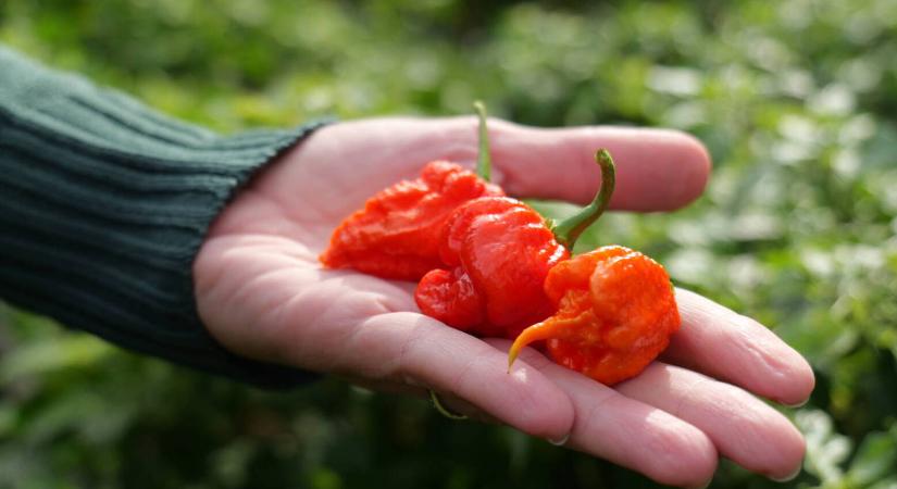 Hobbiból vállalkozás – chili termesztése a kezdetektől