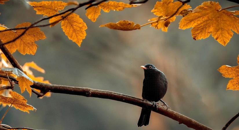 Jócskán 20 fok fölé kúszik a hőmérő higanyszála, igaz, nem mindenhol