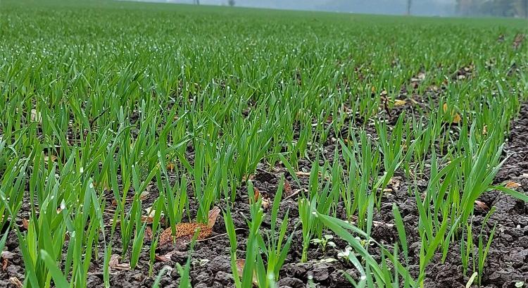 Tovább nő az őszi kalászosok területe, főként a durumé