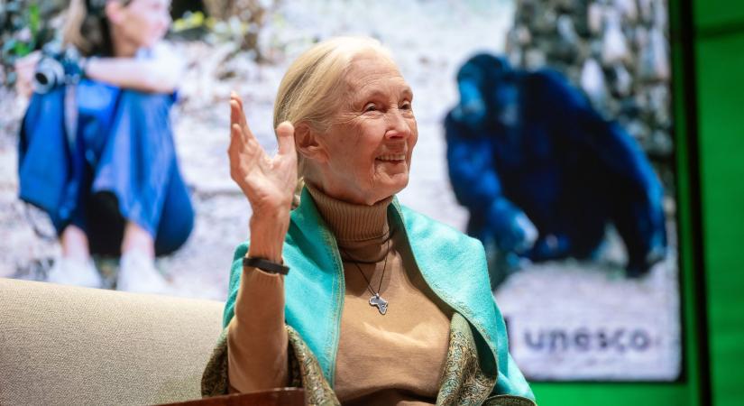 Aki megváltoztatta a csimpánzokról alkotott összes tévhitet – mit csinál a hazai Jane Goodall Intézet?