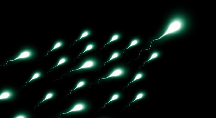 Megváltoztathatja a spermiumok formáját és ronthatja a nemzőképességet a koronavírus