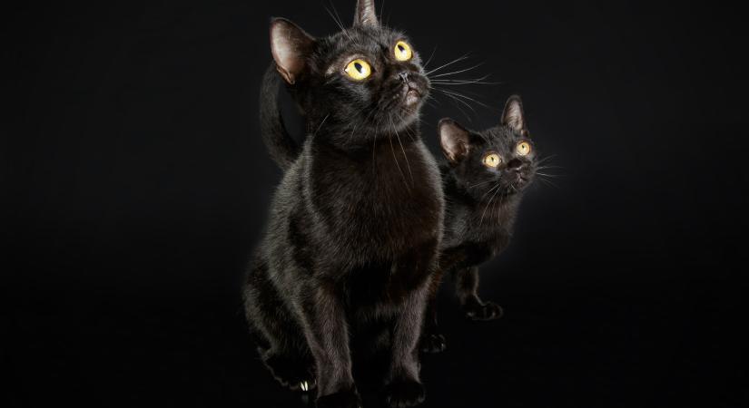 Csak 1 macskafajta létezik, amely kizárólag fekete lehet