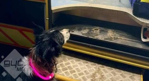 Megható beavatkozás: a rendőrök és mentők közös erővel mentették meg a zirci kislányt és kutyáját