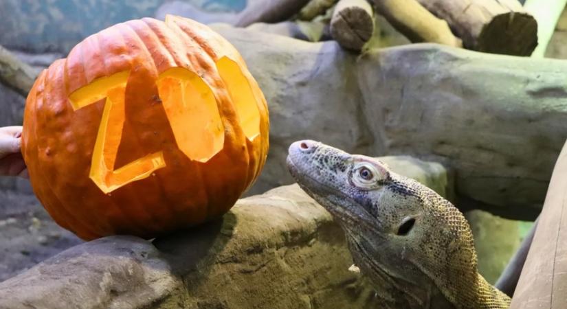 Halloween minden mennyiségben – hétvégi programajánló
