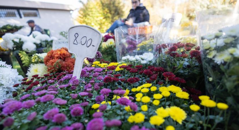 Mindent elleptek a krizantémok, de az árversenybe beszálltak az élelmiszerláncok is fotók