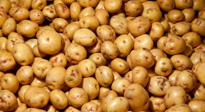 Sokkoló hír érkezett a mezőgazdaságról: vallottak a szakértők, örökre eltűnhet a magyar krumpli