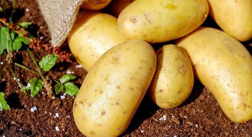 Eltűnhet a magyar krumpli