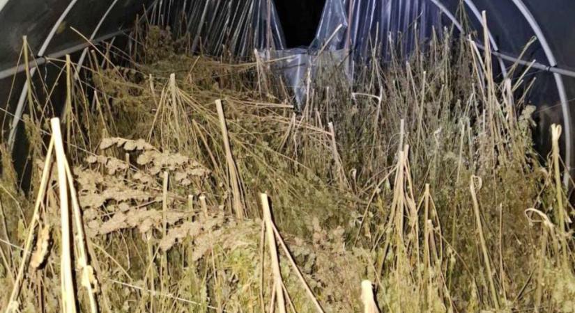 Két mázsa füvet talált a rendőrség