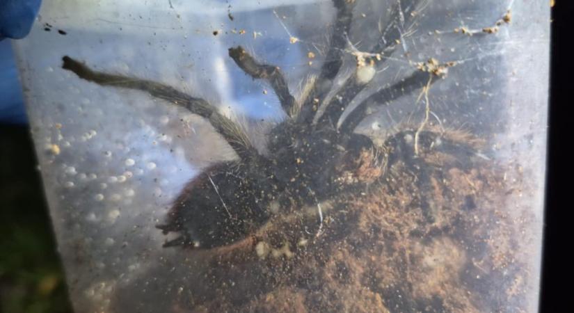 Madárpókokat talált a szemétben egy lengyel utcaseprő