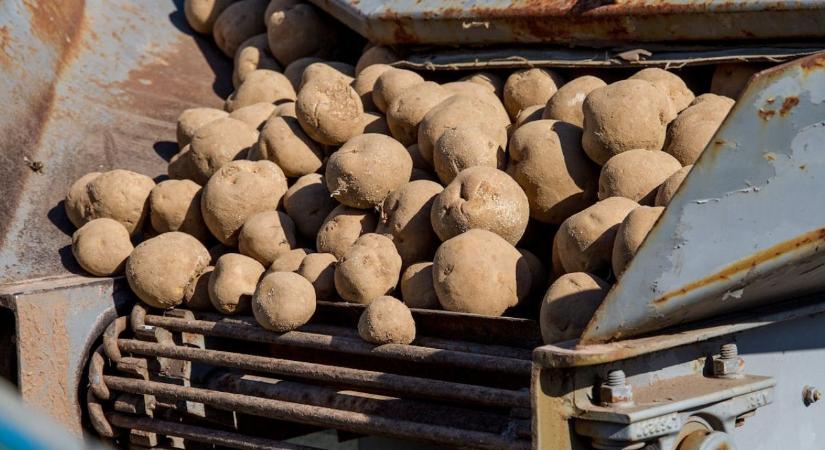 Burgonyamoly és forróság: végveszélyben a magyar krumpli