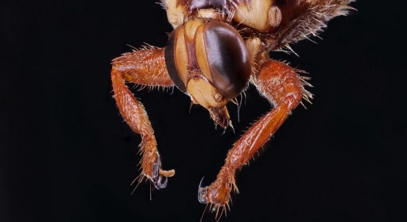 Újabb rémálom a természetből, megjelent Magyarországon a japán szarvas-kullancslégy
