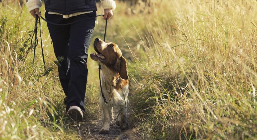 Nem is könnyített magán a kutyája séta közben, mégis kutyapiszokkal kapcsolatos kihágásért büntettek meg egy nőt Angliában