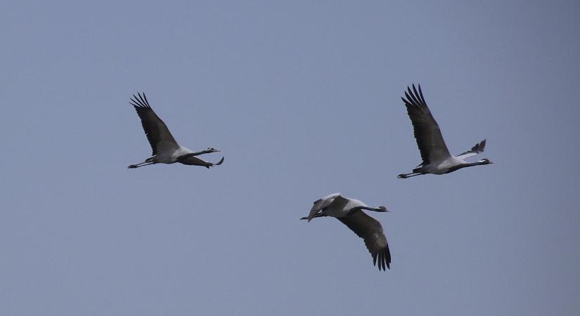 Őszi darulesekre várják a látogatókat a szegedi Fehér-tónál
