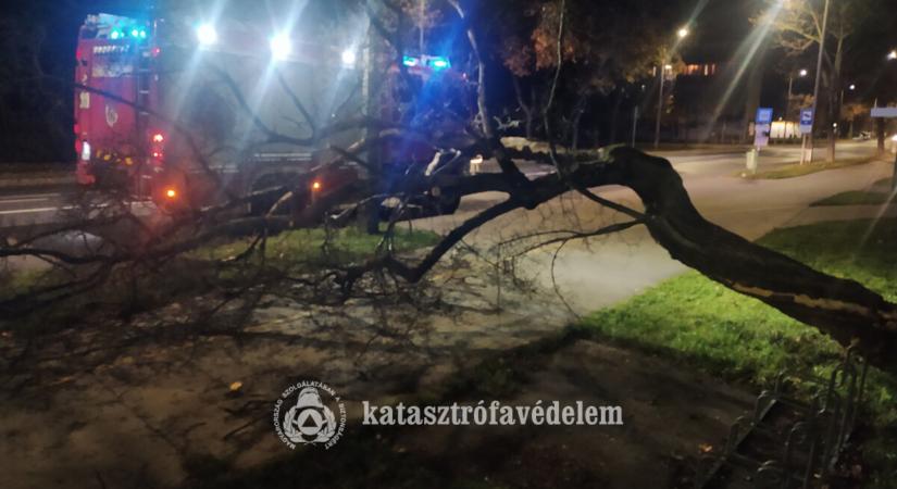 Fa dőlt a kerékpárútra a Hevesi Sándor utcában