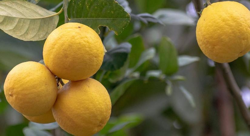Hol és hogyan teleltessük a citromfát?