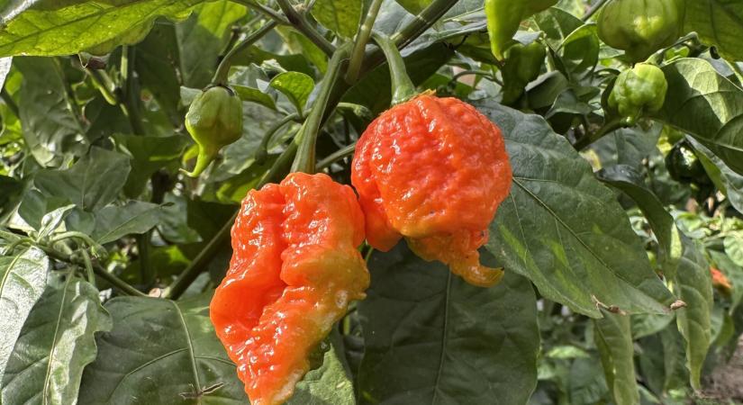 Chili termesztése a kezdetektől – hobbiból vállalkozás