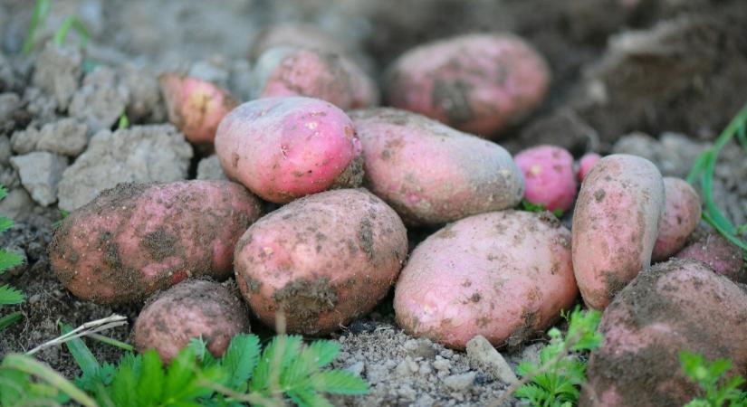 Elérkeztek a magyar burgonya végnapjai?