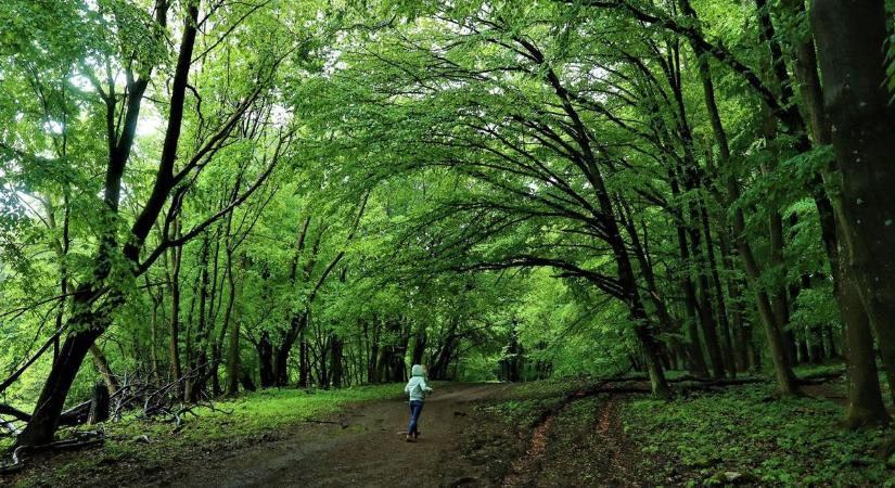 Így néz ki a Bükk egyik legkülönlegesebb menedéke – itt éjszakázhatsz a csillagok alatt