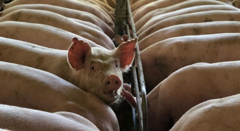 Vészes közelségben: kilométerekre a magyar határtól a sertéspestis