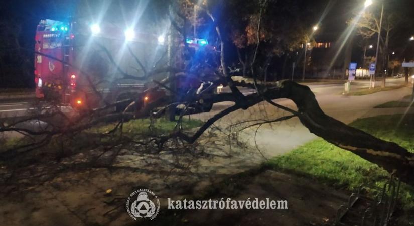 A kerékpárútra dőlt egy fa a zalai városban