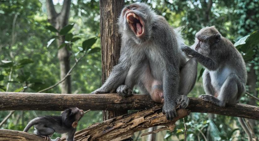 Megszakította a nyaralását a sportoló, mert attól félt, hogy a majmok ellene szövetkeznek