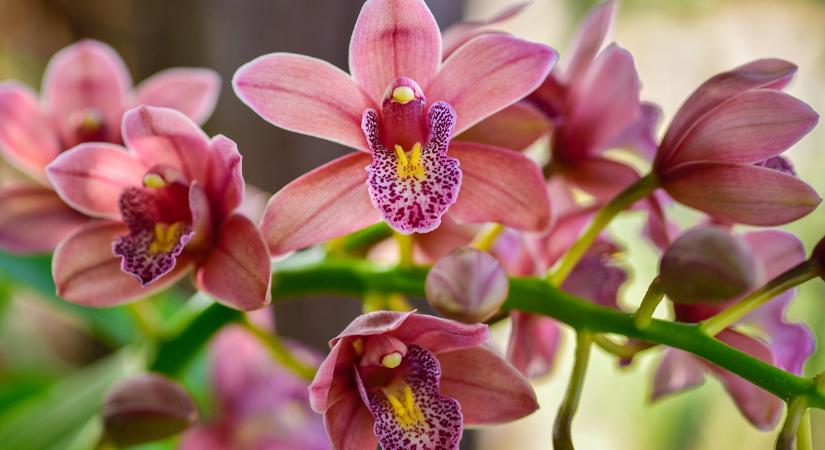 A virágboltosok trükkje, hogy ontsa a virágokat az orchideád