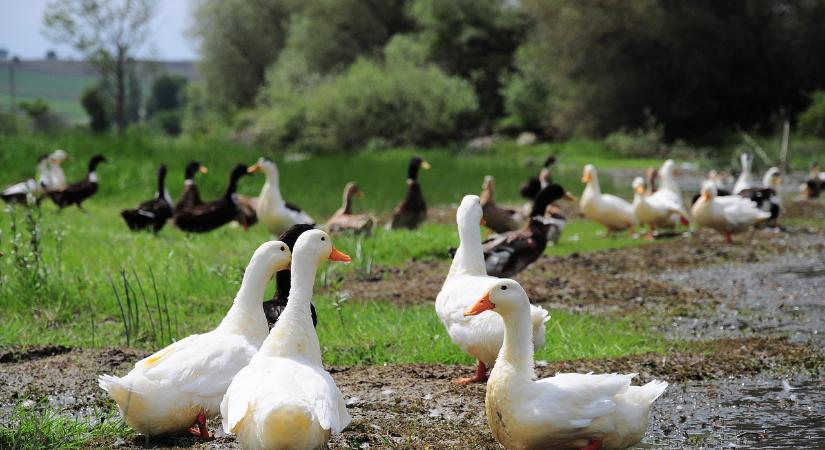 Megjelent a madárinfluenza egy Jász-Nagykun-Szolnok vármegyei pecsenyekacsa-tartó gazdaságban