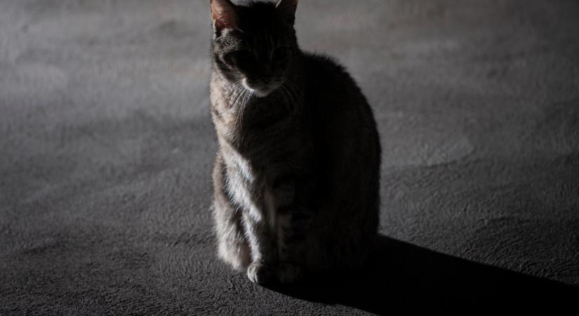 A legijesztőbb macskás horrorfilmek halloween estéjére – semmiképp se nézd őket egyedül