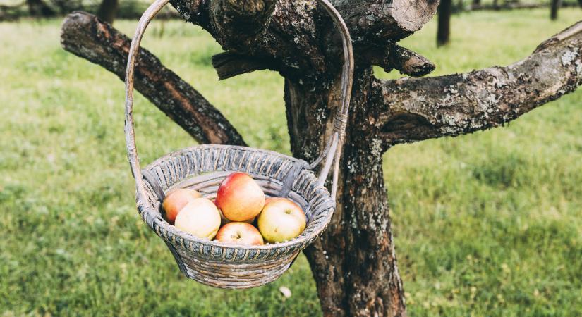 Az önkormányzaté a termés, ha így ültet gyümölcsfát