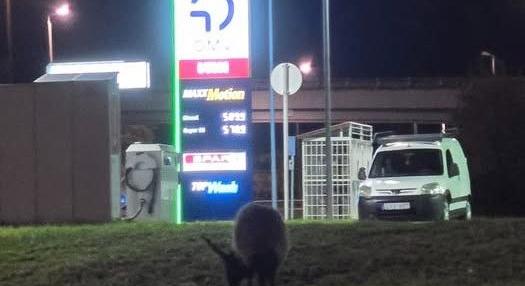 Autósok figyelem! Juh legel az 1-es főút mellett Győrben