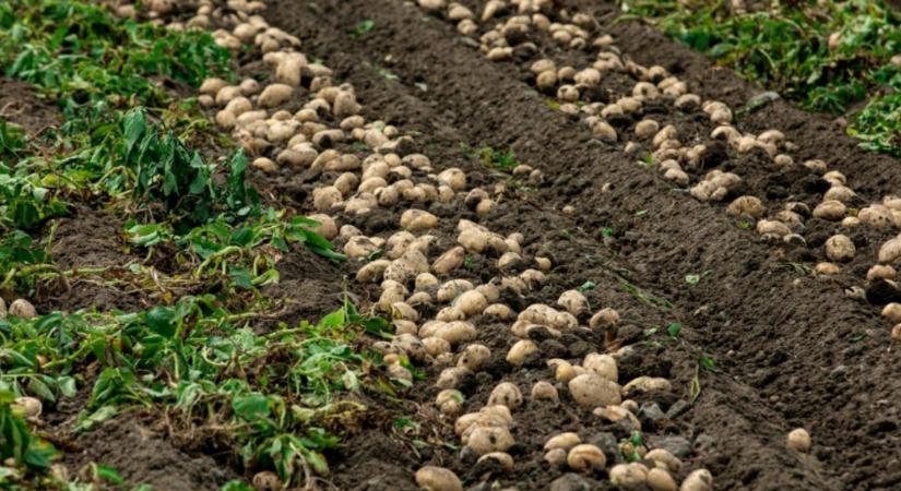 Eltűnhet a magyar krumpli?