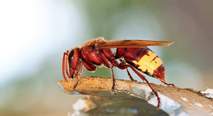 Ijesztő faj tűnt fel a 60 év után Horvátországban