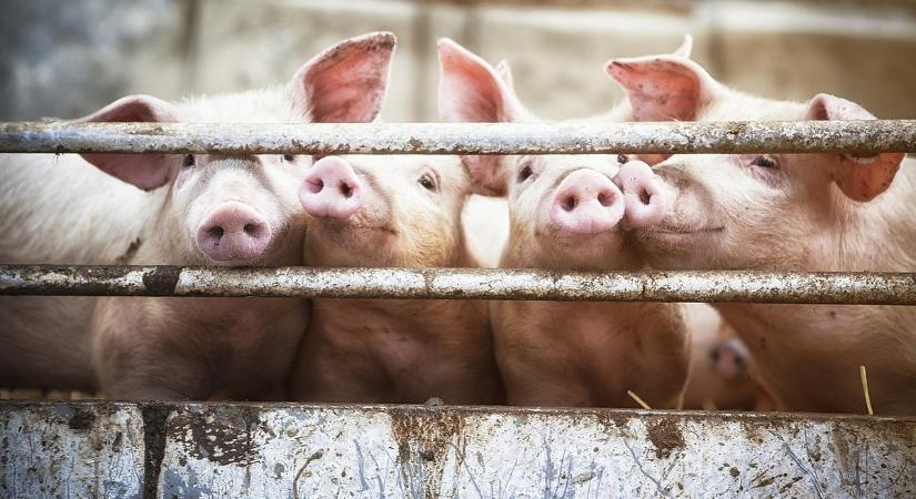 Vészhelyzet a magyar határnál: Horvátország már a hadsereget is bevetette