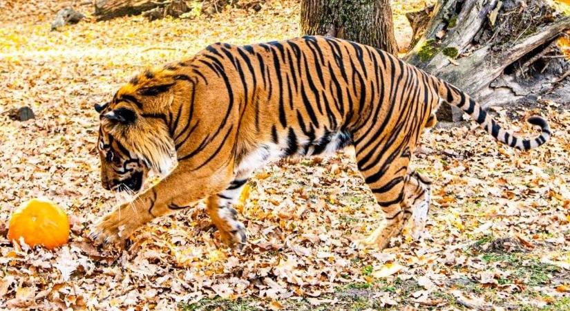 A vadon lakói is rákaptak a halloween hangulatra – TÖKjó nap a Nyíregyházi Állatparkban!