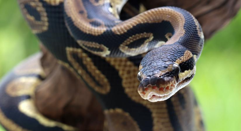 Fotó: Sokak rémálma, amit a kazincbarcikai vécéből bukkant elő