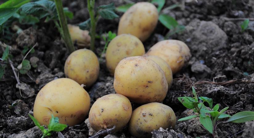 A klímaváltozás hatása a hazai burgonyatermesztésre