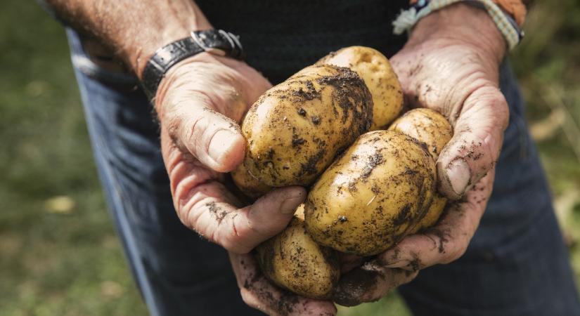 Eltűnhet a magyar konyha egyik alapzöldsége: a klímaváltozás miatt alig marad termőterülete itthon