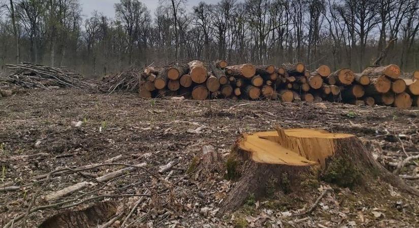 Erdőgazdálkodók és erdőtulajdonosok figyelem! Szakmai fórum lesz Nyíregyházán