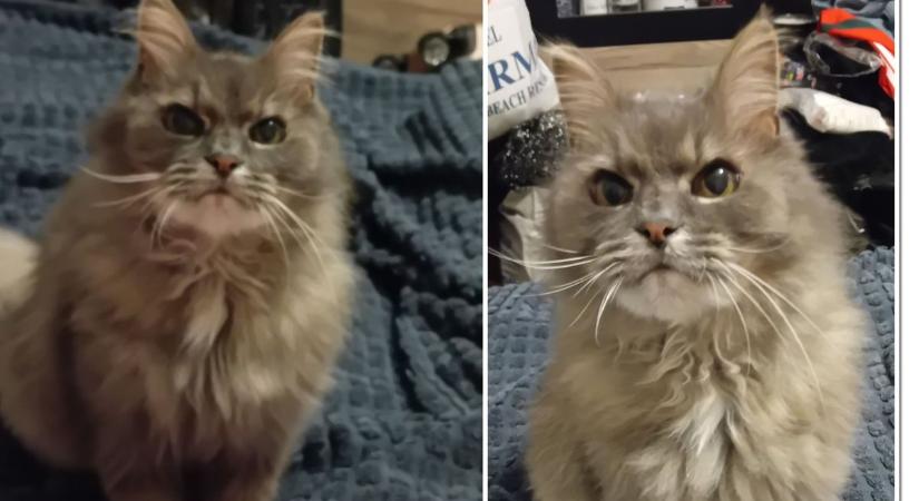 Eltűnt cica kerestetik – pénzjutalom a megtalálónak!