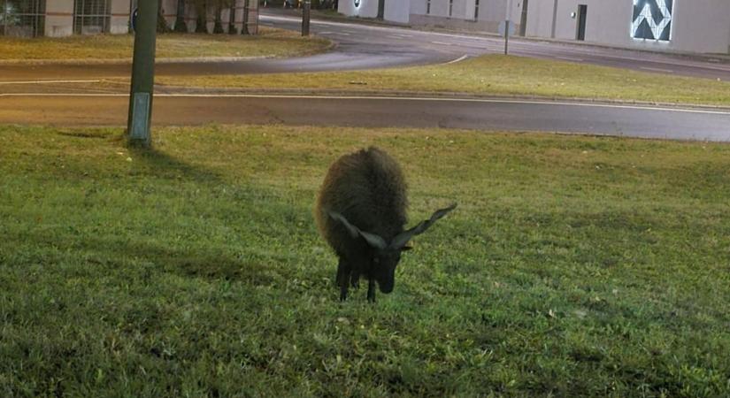Győr szívében kóborolt el a racka juh, többen keresték az állatot - fotók