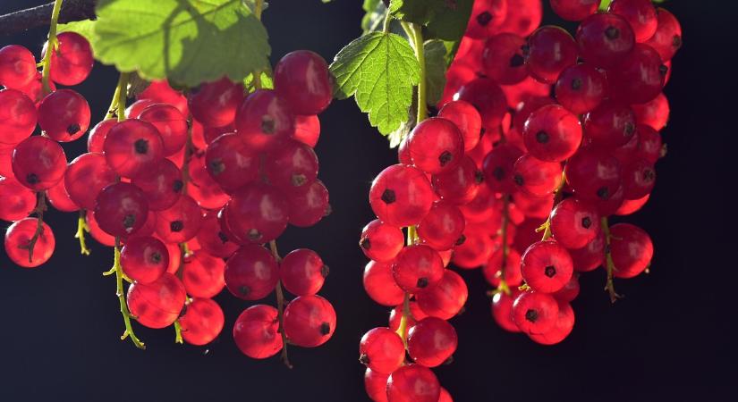 Itt a bogyós cserjék ültetésének ideje