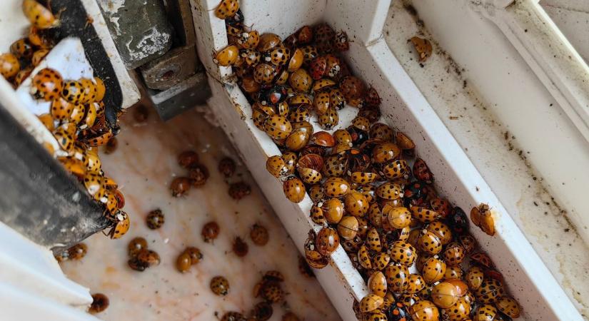 Ezrével lepik el a házakat a harapós katicák, beindult az invázió