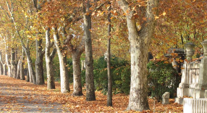 Az élet él, meg nem szakad