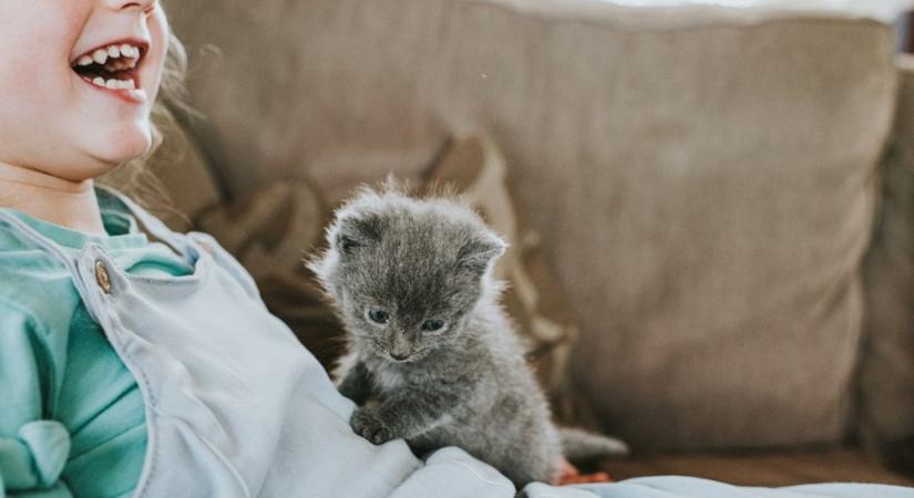A kiscicák fejlődésének első 8 hete: így gondozhatod felelős állattartóként