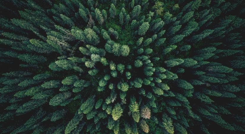 Arany rejtőzik a karácsonyfák tűleveleiben